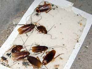 Dead cockroaches on a glue trap, representing exterminators for cockroaches and pest control services for bed bugs and insects.