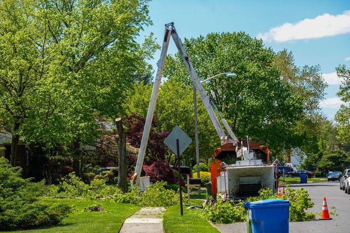 An image of Tree Pruning and Trimming in Plain City, OH