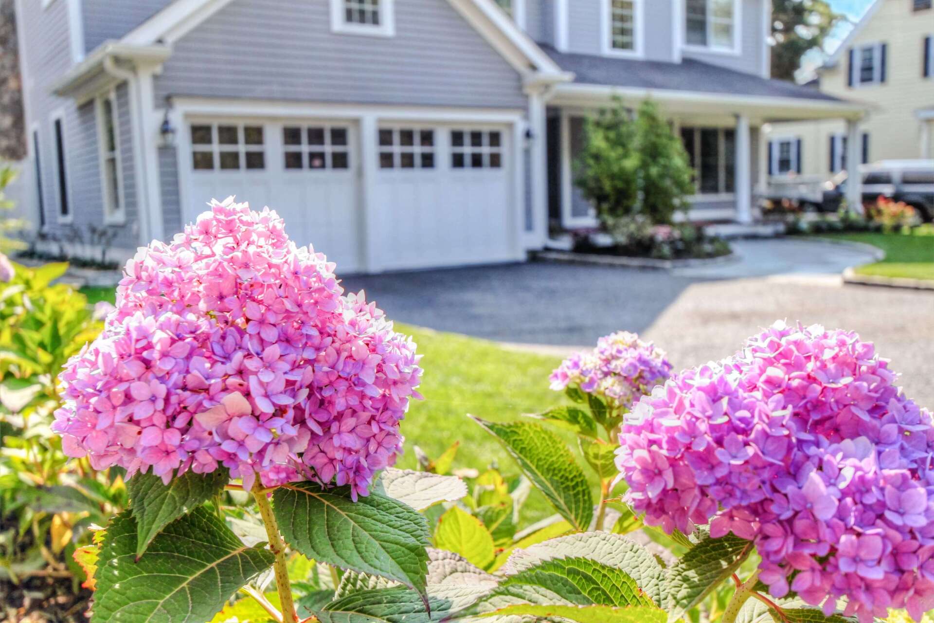 a couple of purple flowers in front of a house .