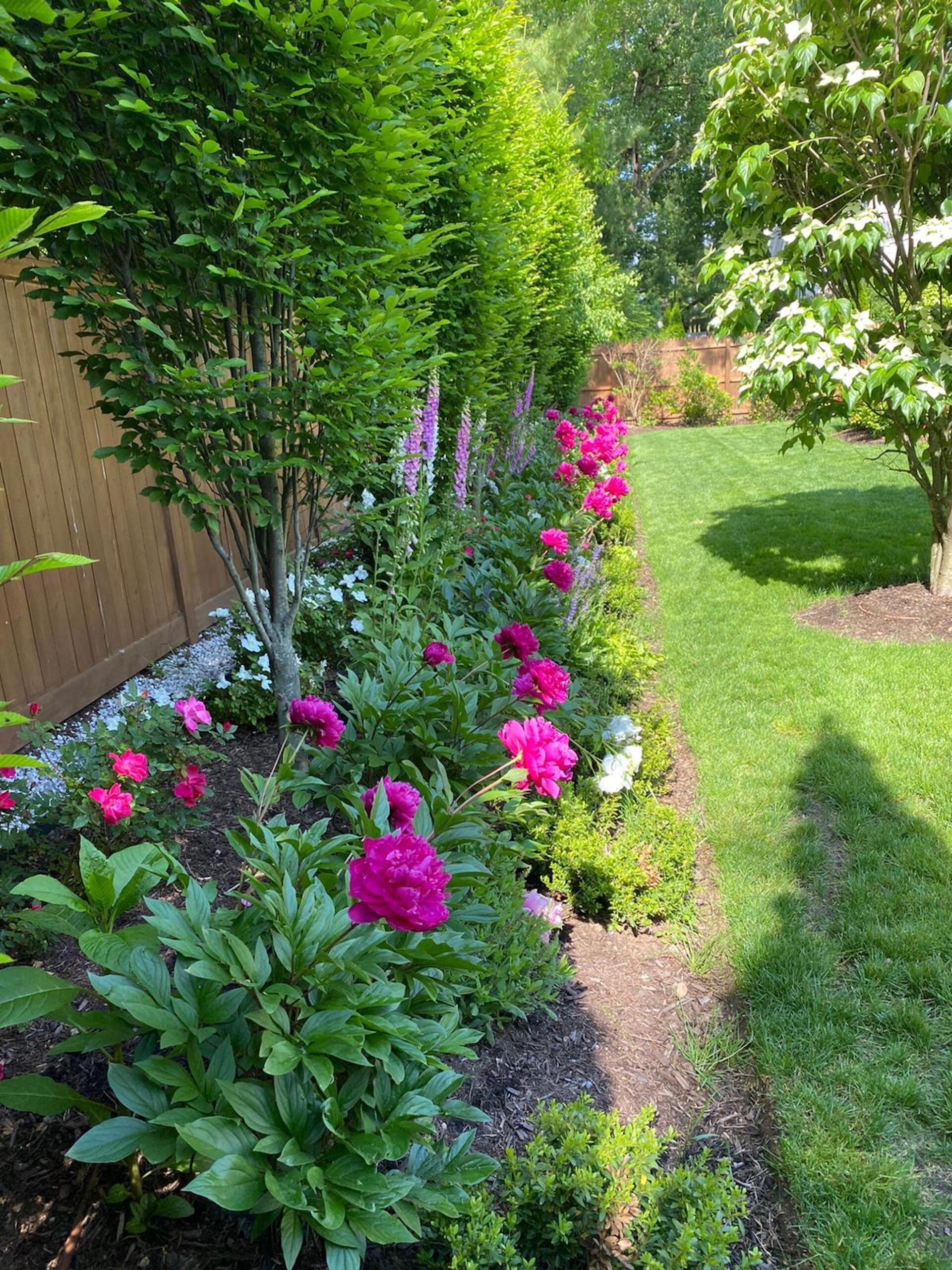 a row of pink flowers growing in a garden next to a wooden fence .