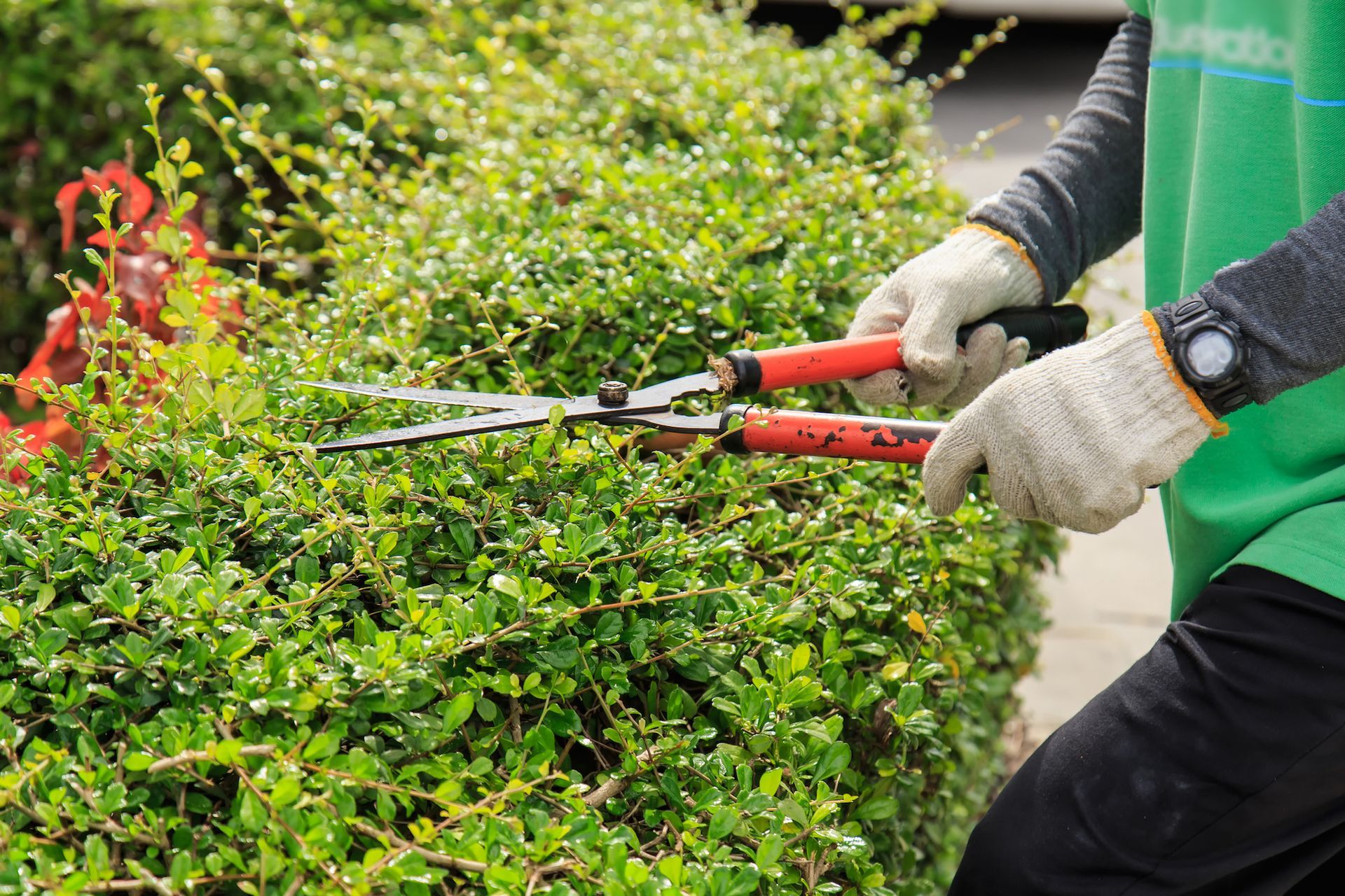 a person is cutting a bush with a pair of scissors .