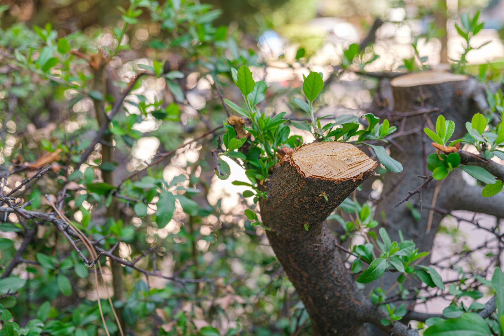 A pruned tree branch with fresh green leaves sprouting. Blurred background of green foliage.