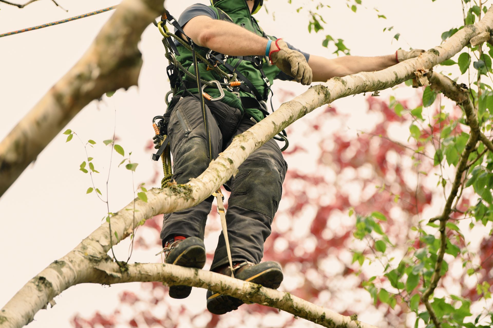 Arborist in safety gear on a tree branch, pruning limbs.
