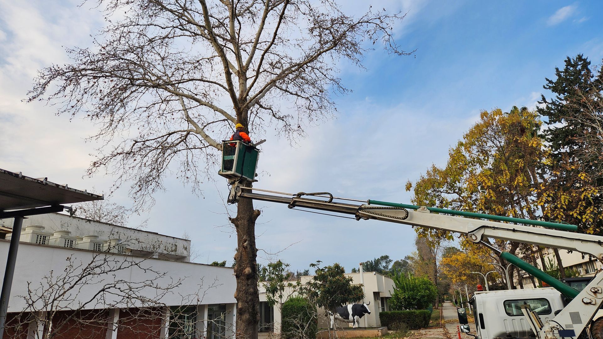 A worker in a lift basket prunes a tall tree near a building on a partly cloudy day.