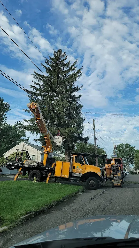 Yellow utility truck trimming a tall tree near power lines.