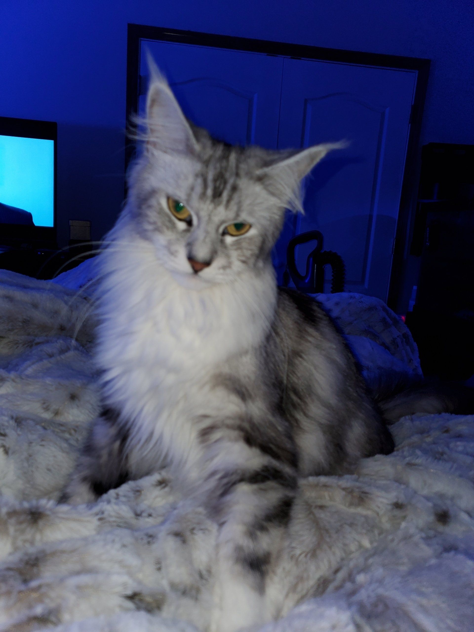 Maine Coon Breeders Las Vegas - y6wlnsv