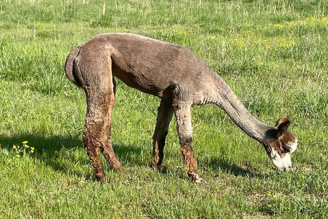 Brown alpaca grazing in a green grassy field, head down, with a white face.