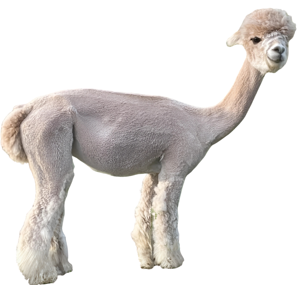 A white llama is standing on a white background.