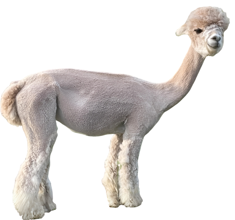 A white llama is standing on a white background.
