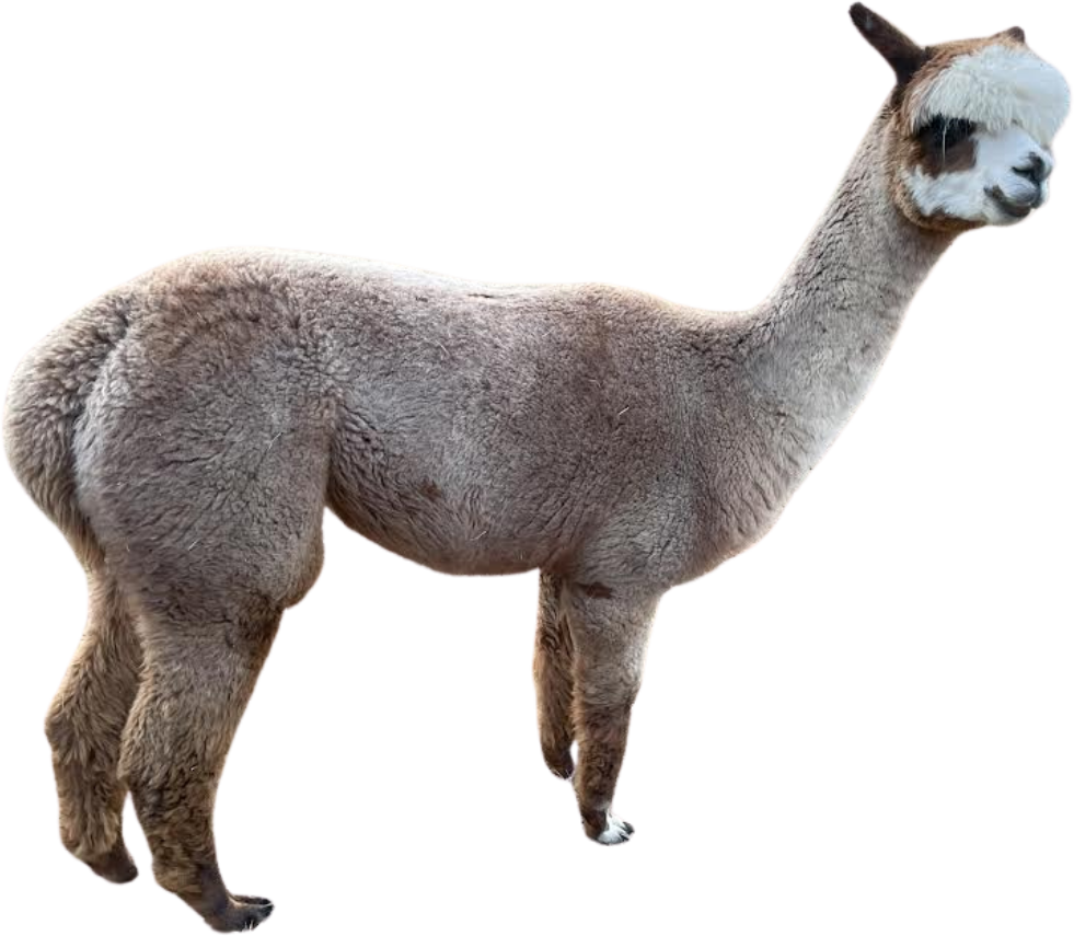 A white llama is standing on a white background.