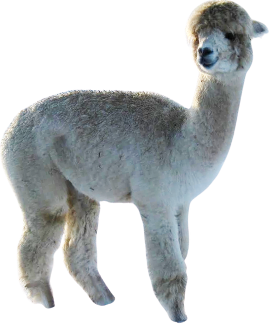 A white llama is standing on a white background.