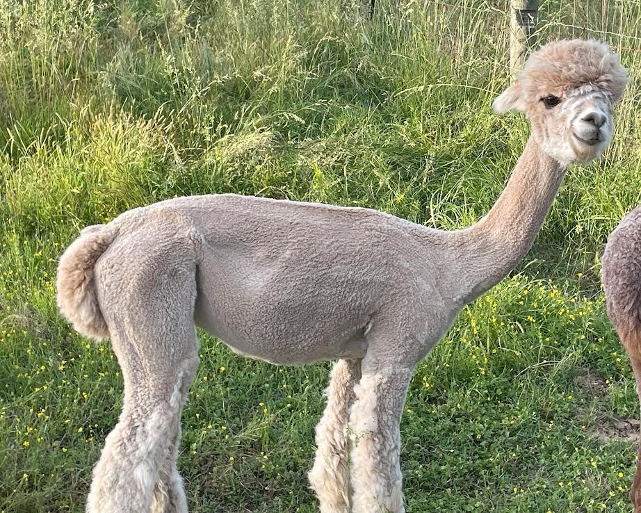A light brown alpaca stands in a grassy field, looking toward the camera. Its fleece is recently shorn.