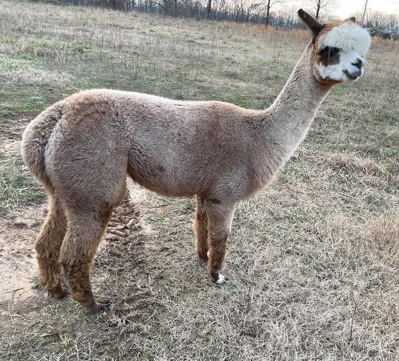 An alpaca with light brown fur stands in a dry field
