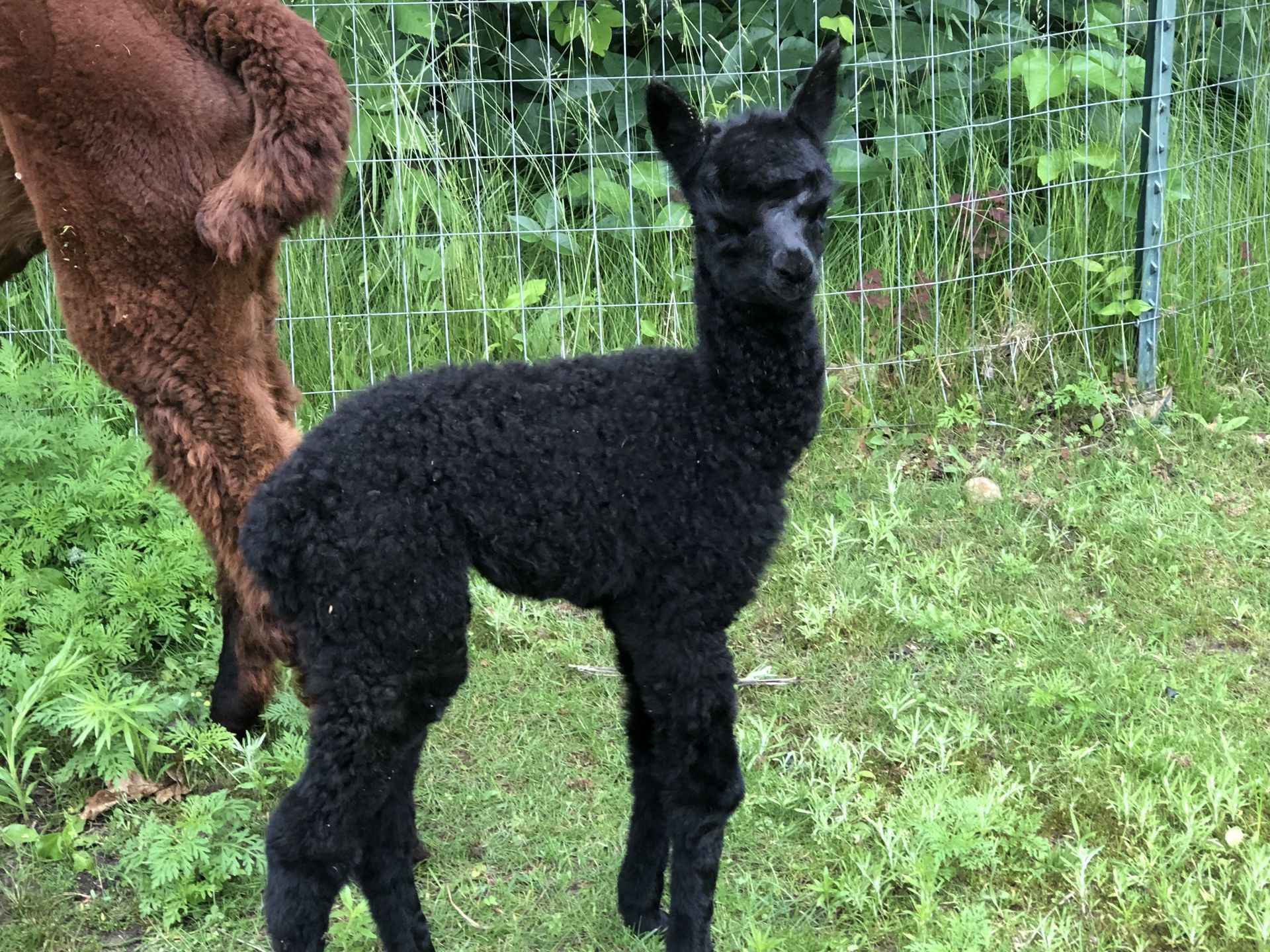 Black baby alpaca standing in a grassy area, near a fence, with a brown alpaca partially visible.