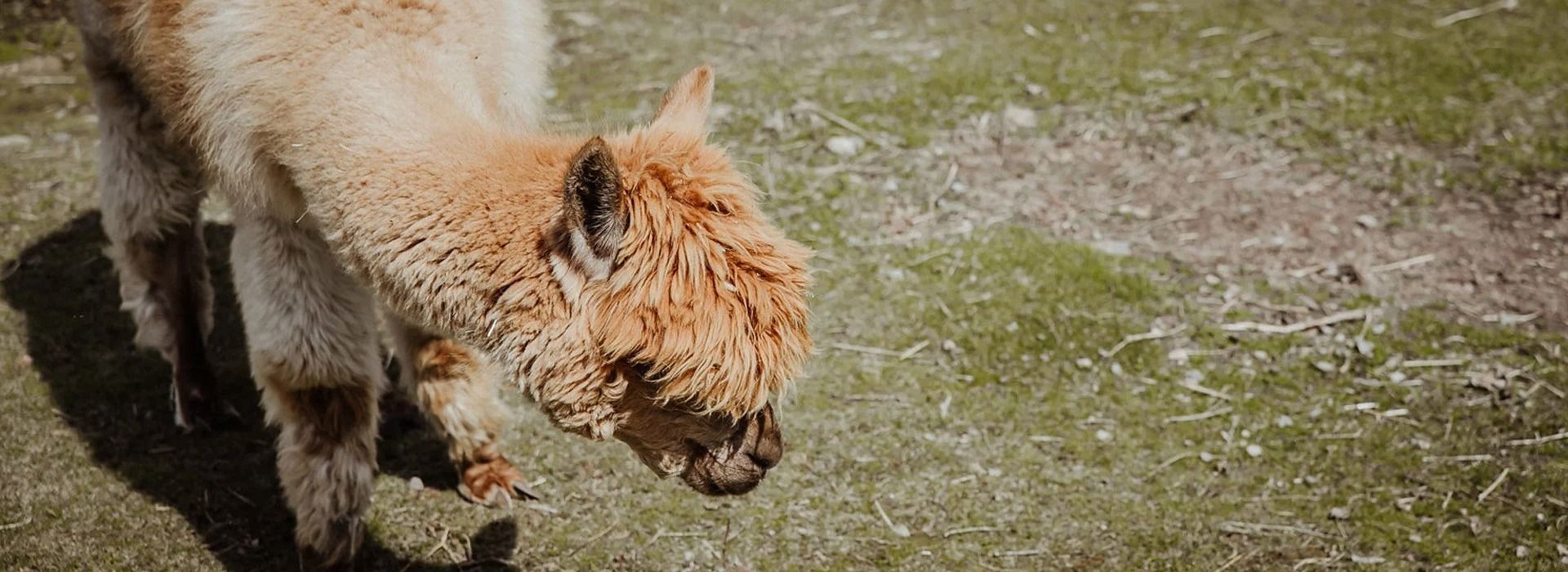 A light brown alpaca in a grassy field. It is looking down.