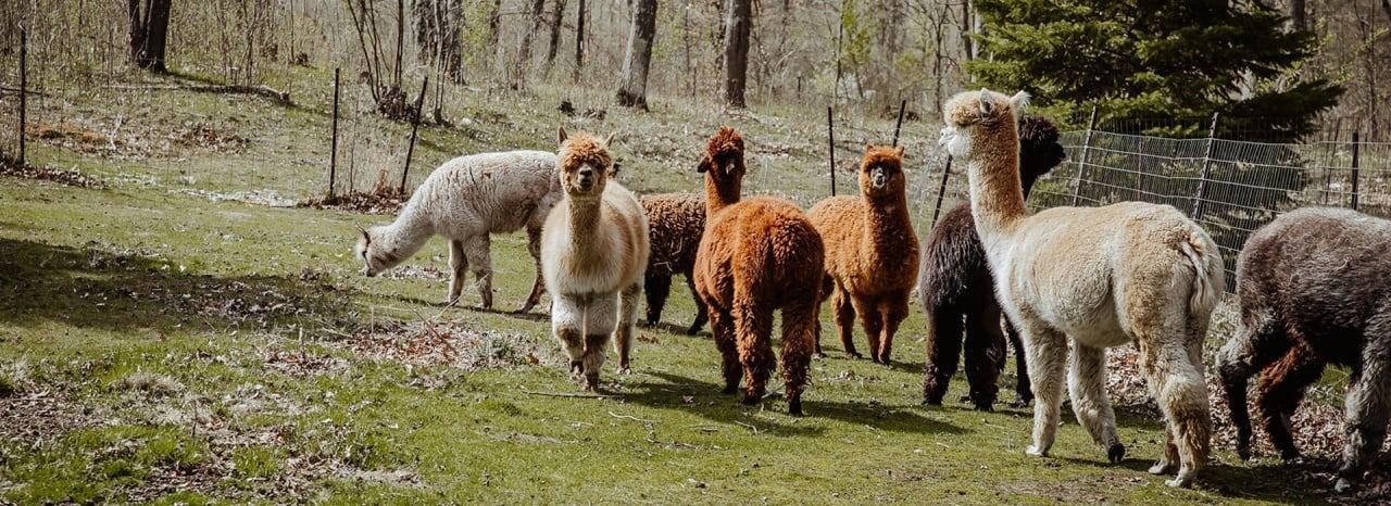 A herd of alpacas grazing in a grassy field near a wooded area. The alpacas have various colors of fur.