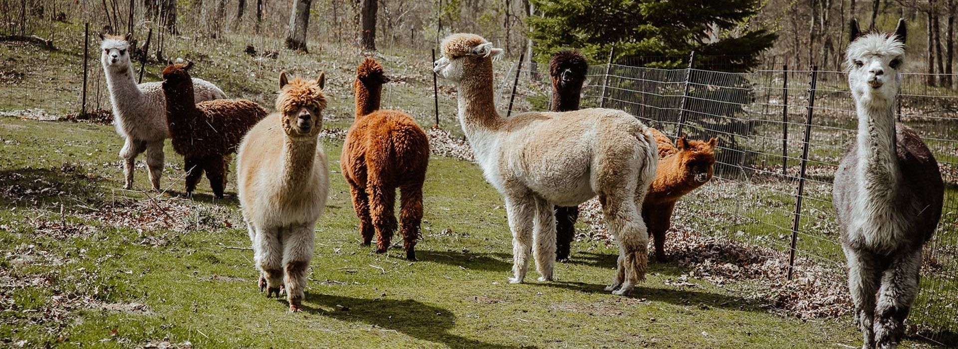 A group of alpacas of various colors standing in a grassy field with a fence and trees in the background.