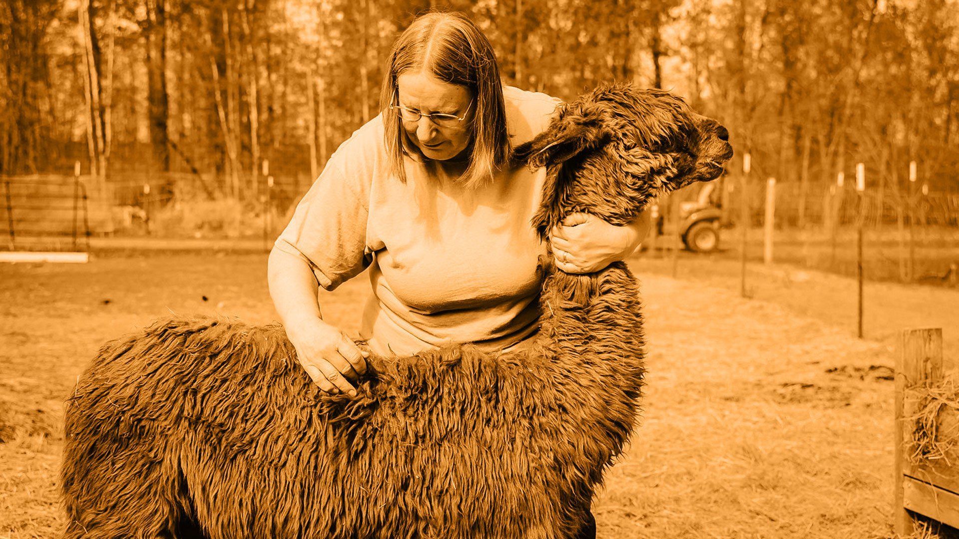Woman petting a large, brown alpaca in a grassy outdoor area, with trees in the background.