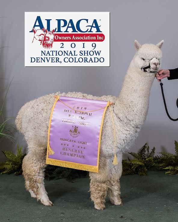 A woman is standing next to an alpaca with a blue ribbon around its neck