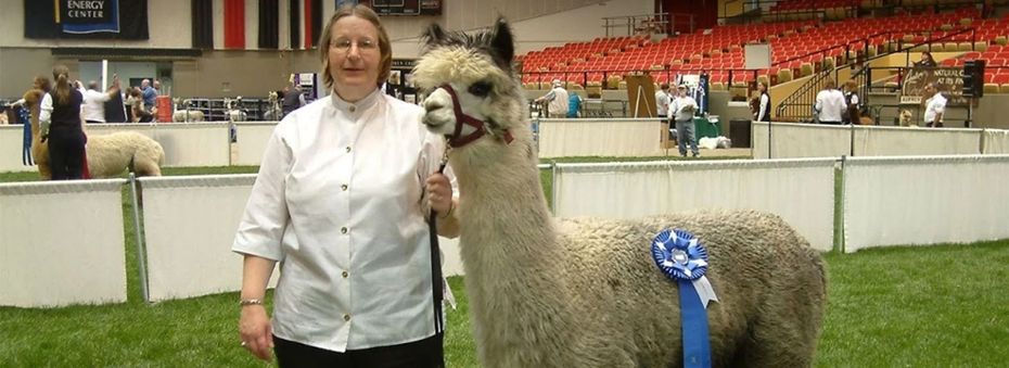 A woman is standing next to an alpaca with a blue ribbon around its neck
