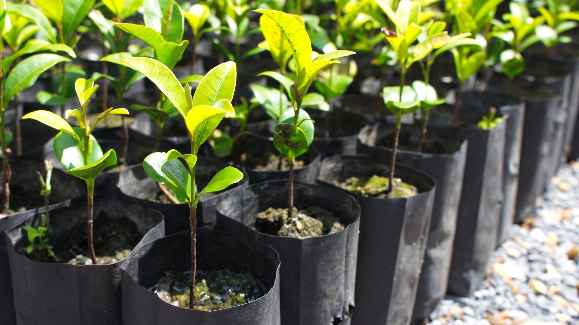 Seedlings in nursery bags waiting to be planted.