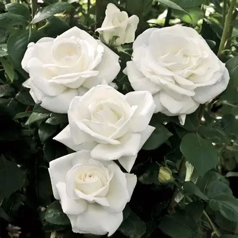 Cluster of white roses in bloom amid dark green leaves