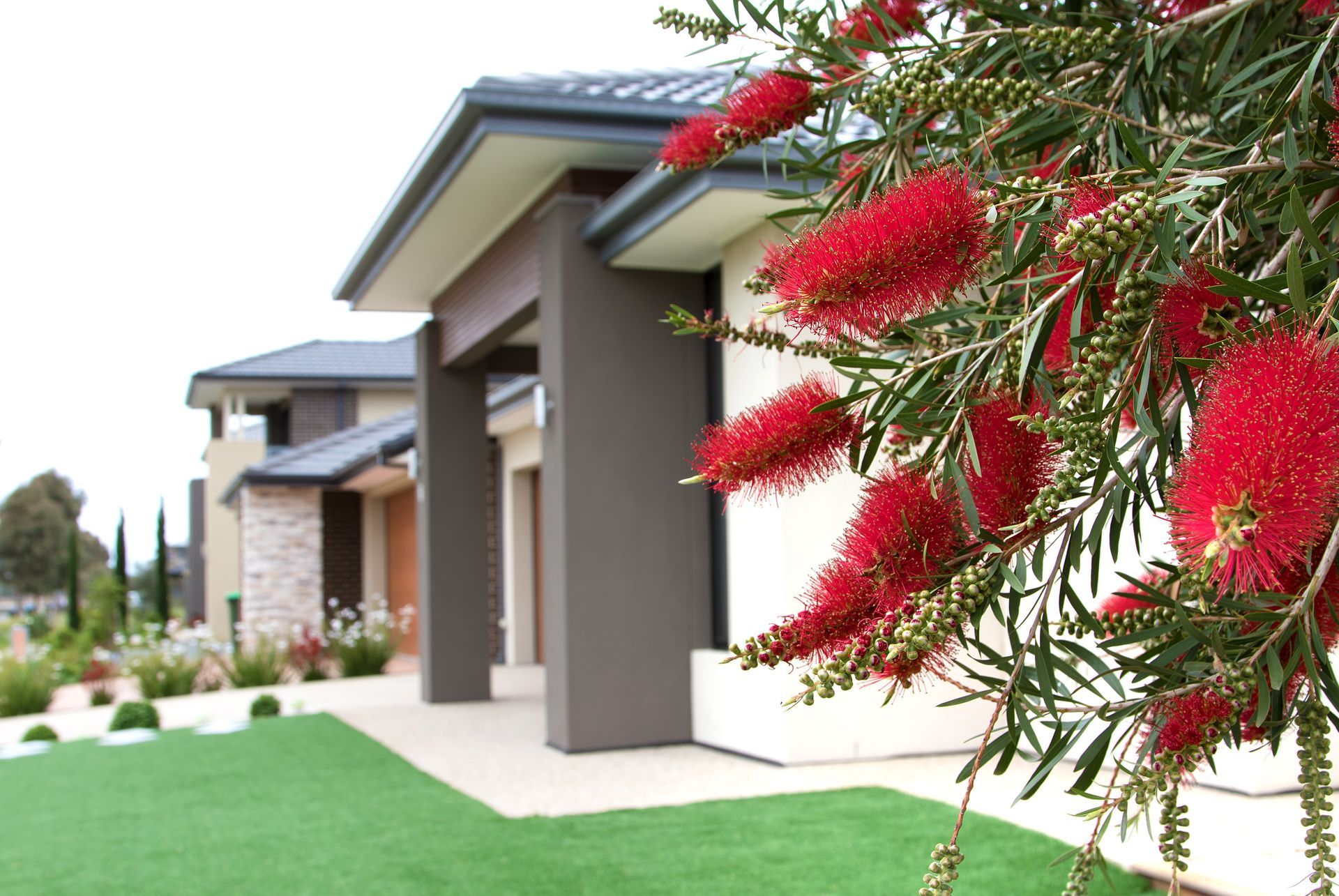 Red bottlebrush flowers in bloom in front of a modern house.