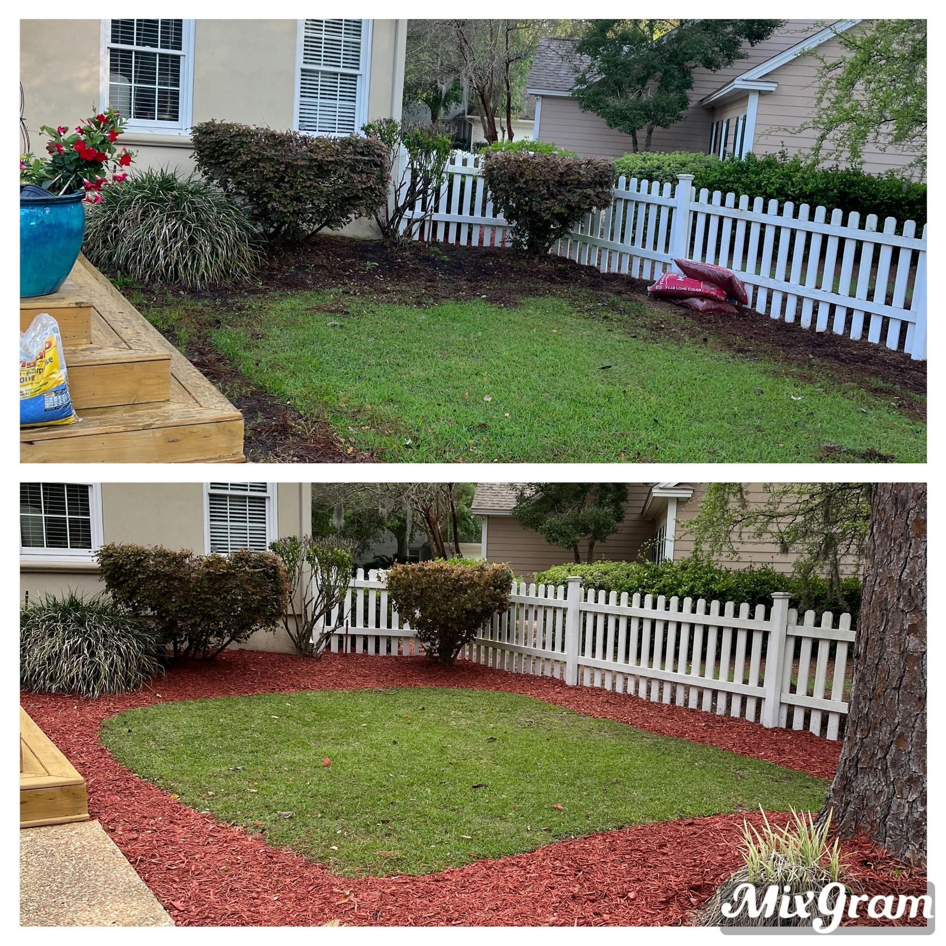 A before and after picture of a lawn with a white picket fence and red mulch.