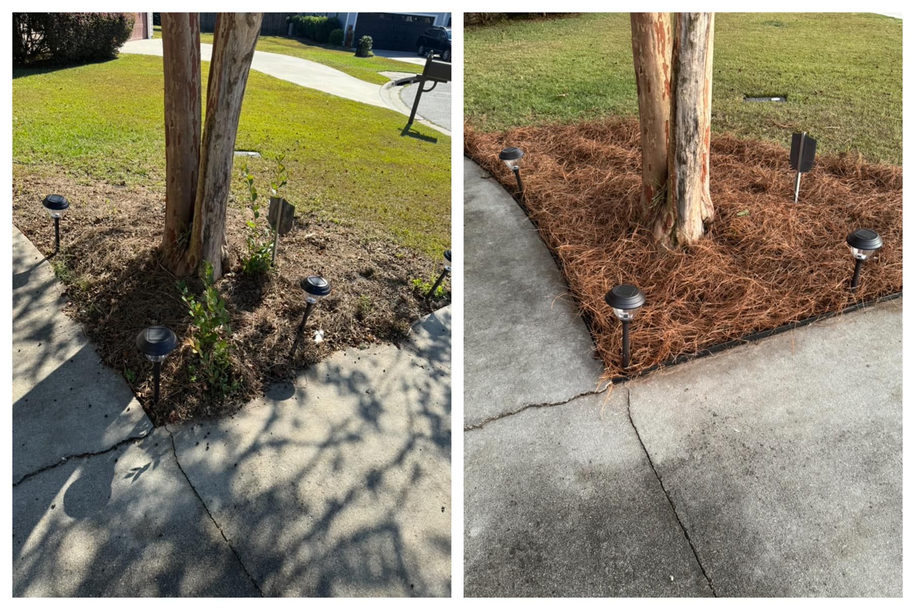 A before and after picture of a tree in a garden.