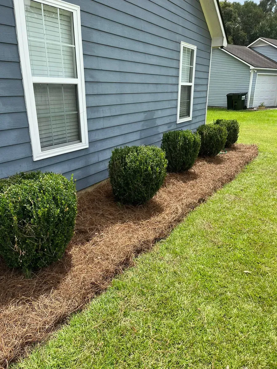 A row of bushes and mulch in front of a house.