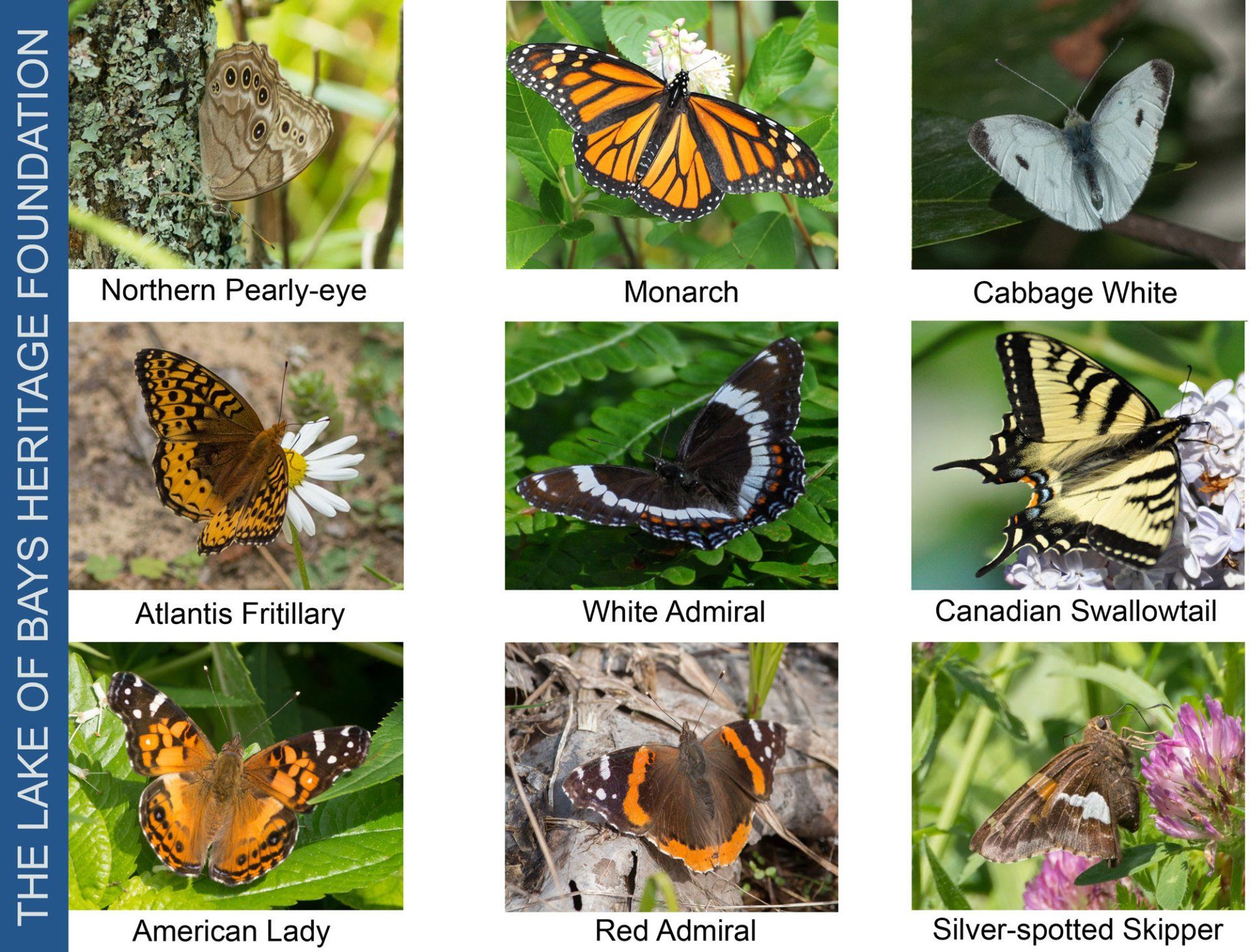 Identifying Butterflies, Damselflies and Dragonflies