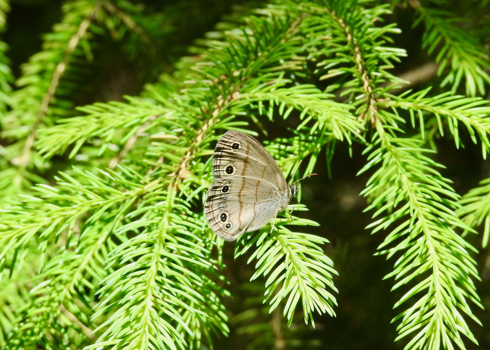 Butterfly Count