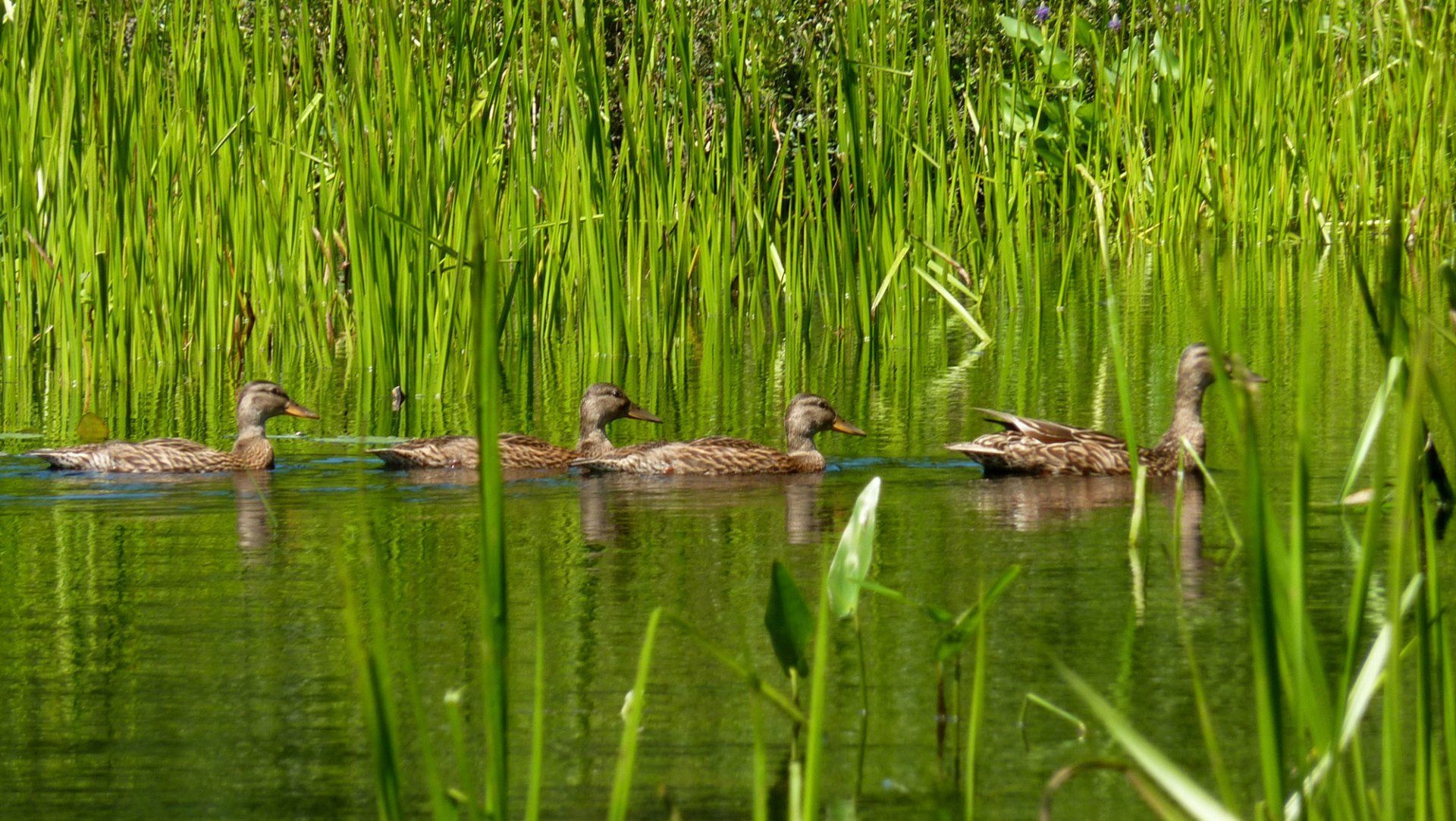 Ducks Shoreline Protection