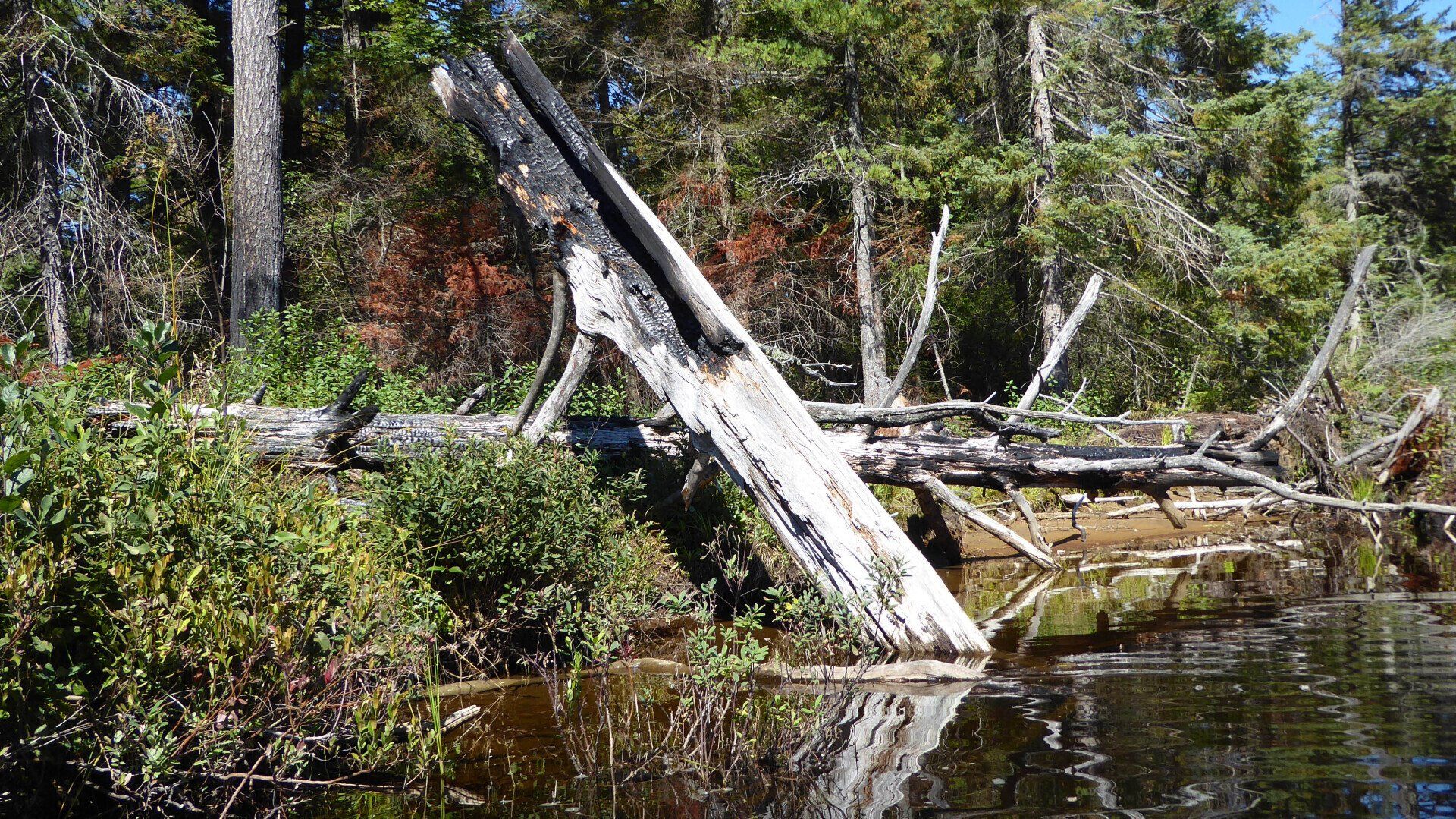 Lower Oxtongue River Heritage Tour & Paddle Guide