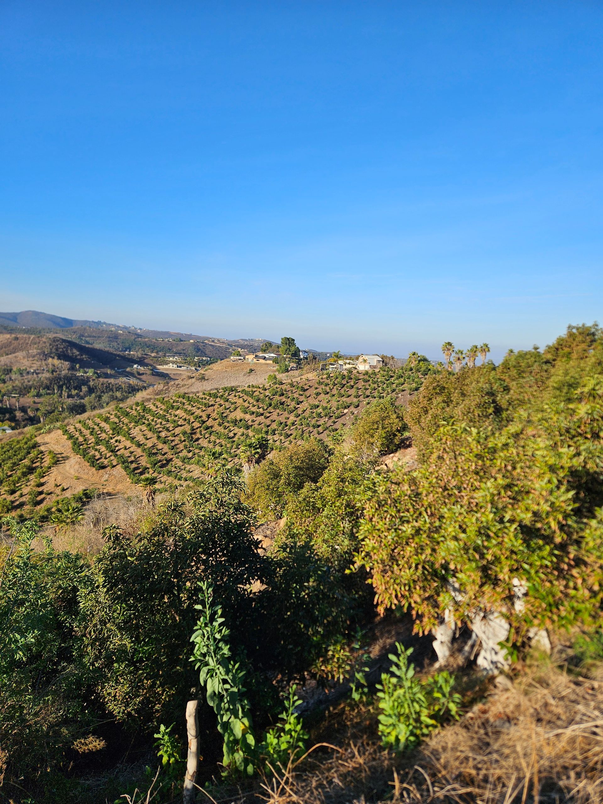 hispanic woman reaching up to pick apples

