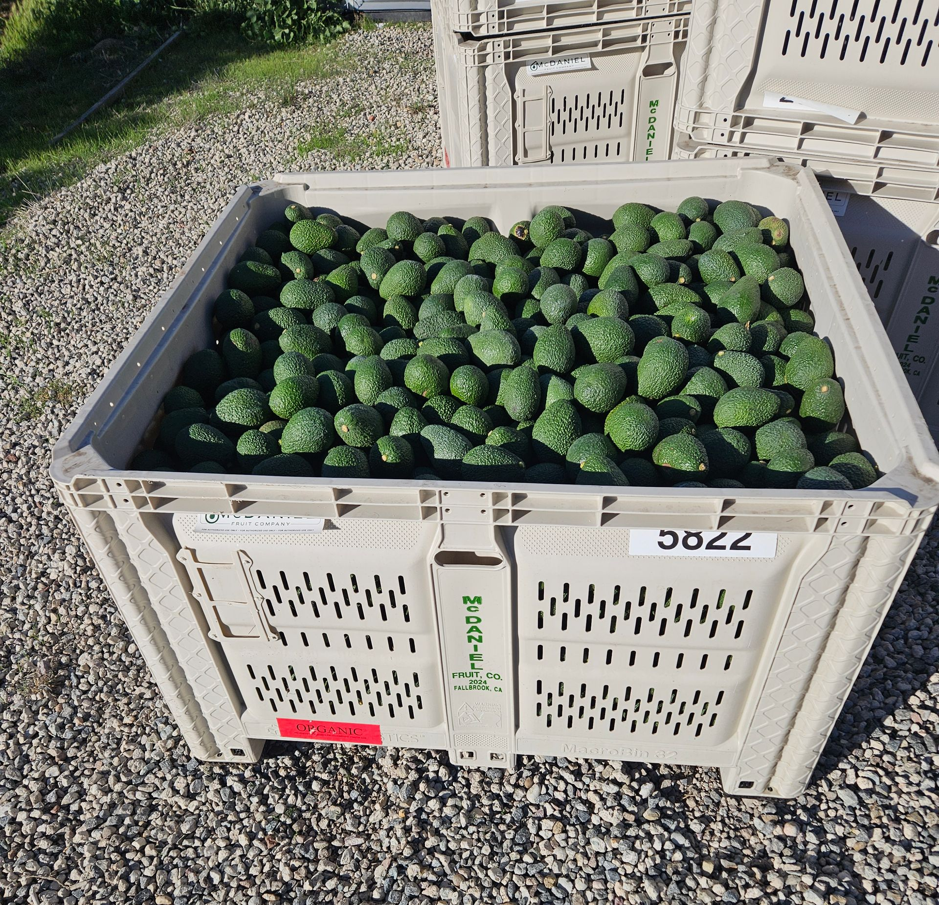 close up of pears in a basket
