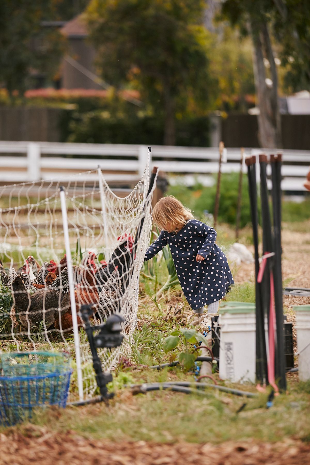 close up of pears in a basket

