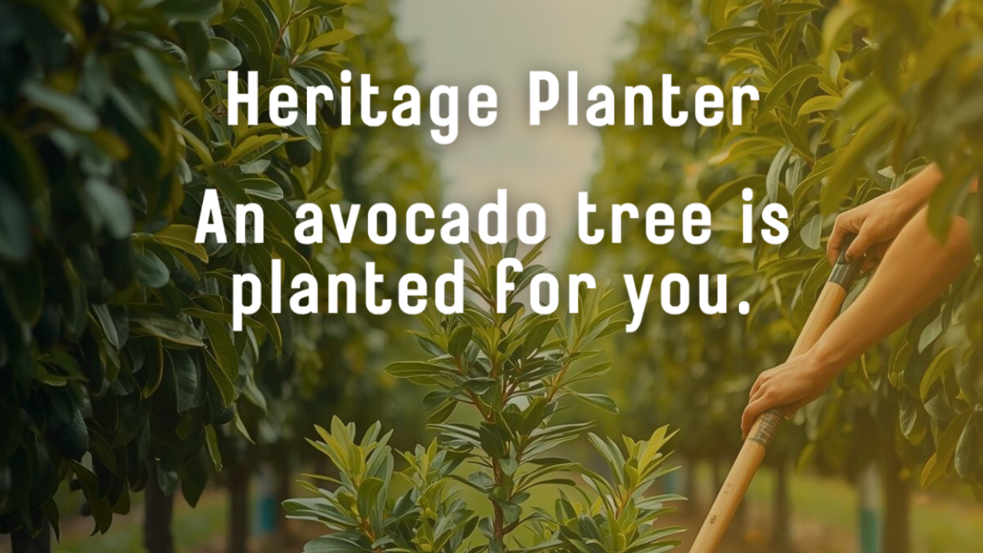 Heritage Planter: A person plants an avocado tree in a grove.