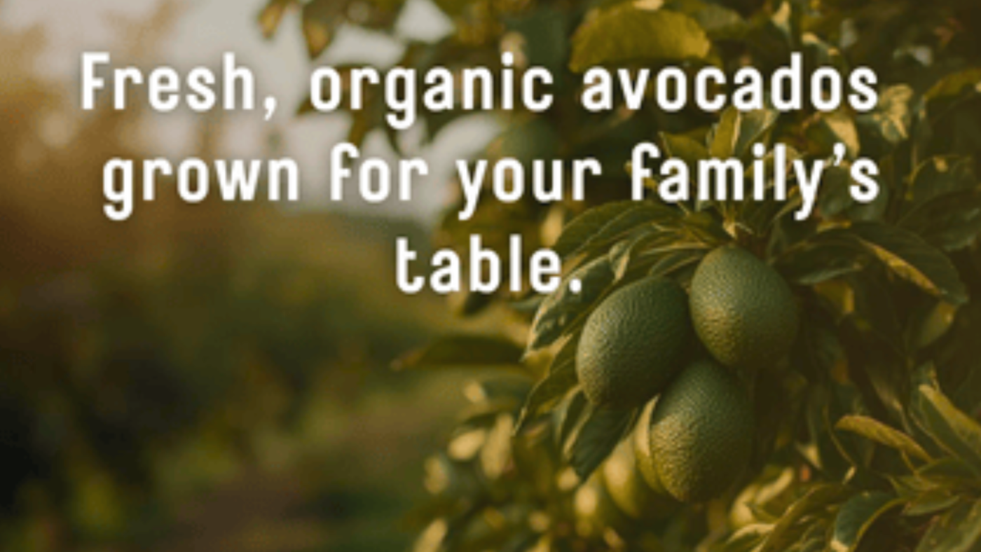 Avocados growing on a tree, with text reading 