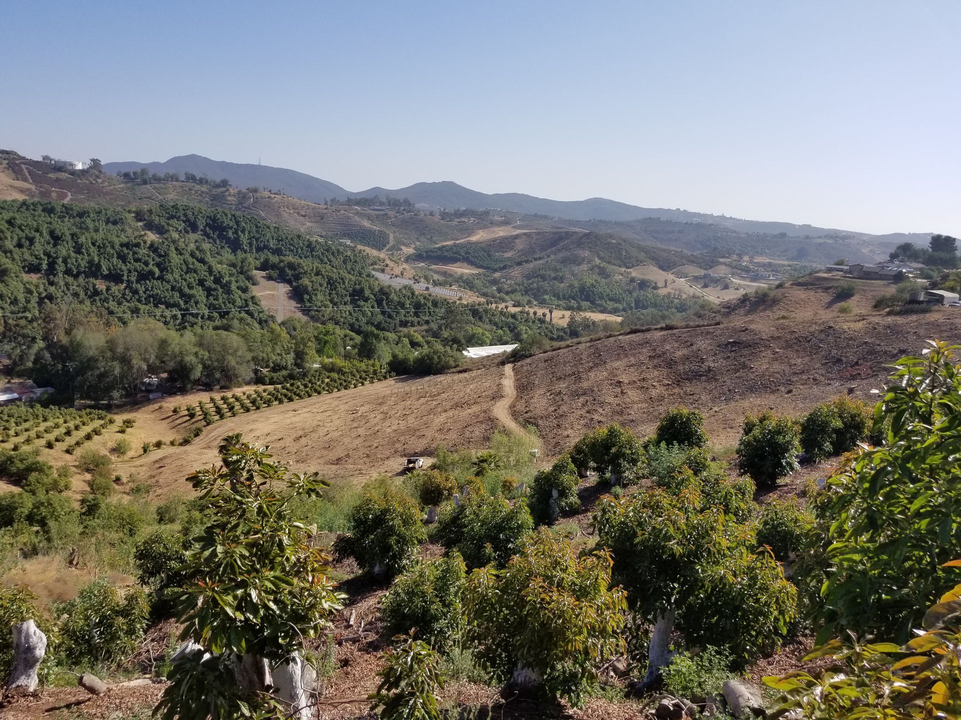 handful of berries above a larger basket of berries with blurry leaves in foreground