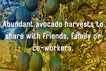 Avocados hanging from a tree, text says, 