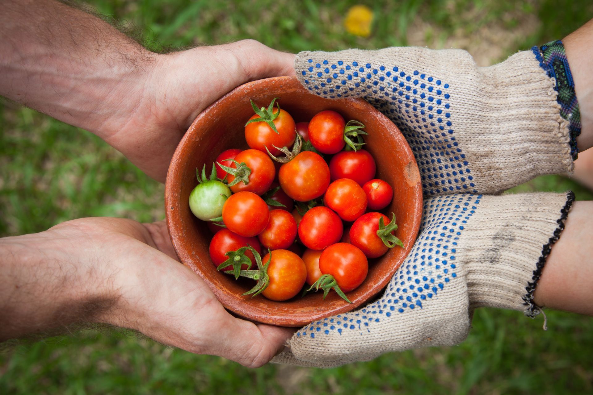 two hands in gloves hold a bowl of tomatoes
