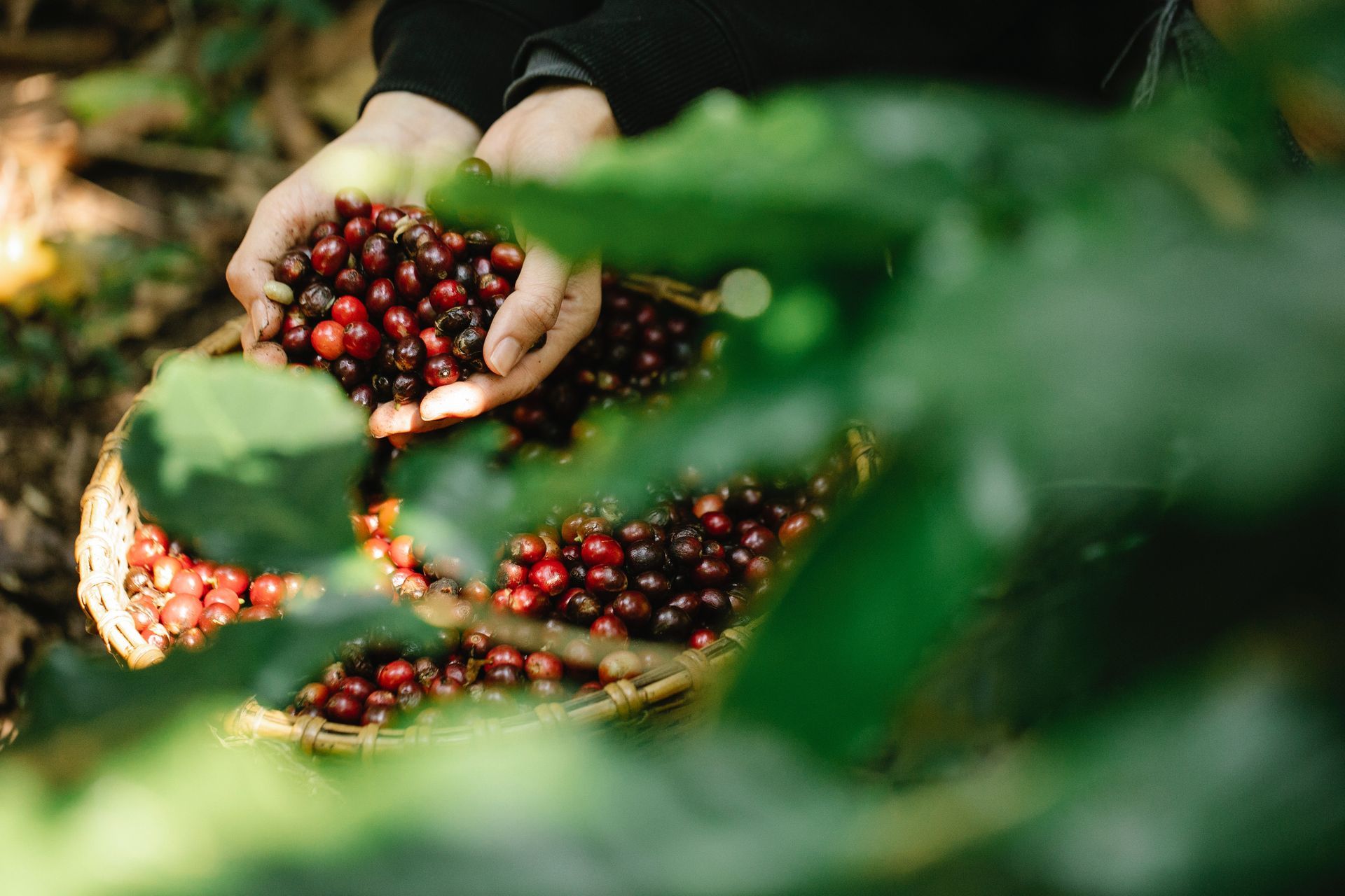 handful of berries above a larger basket of berries with blurry leaves in foreground