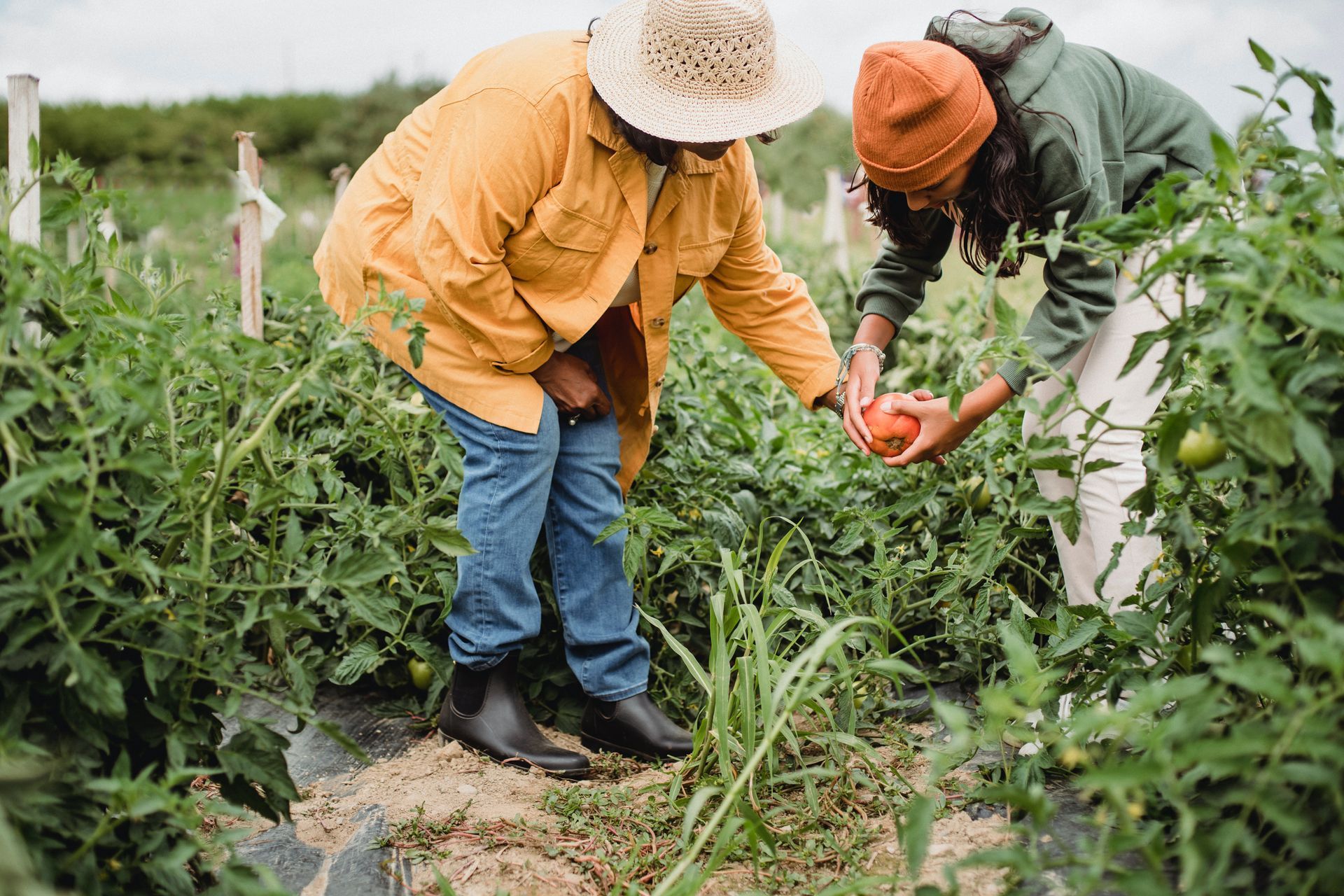 Two female farmers looking at tomato plant