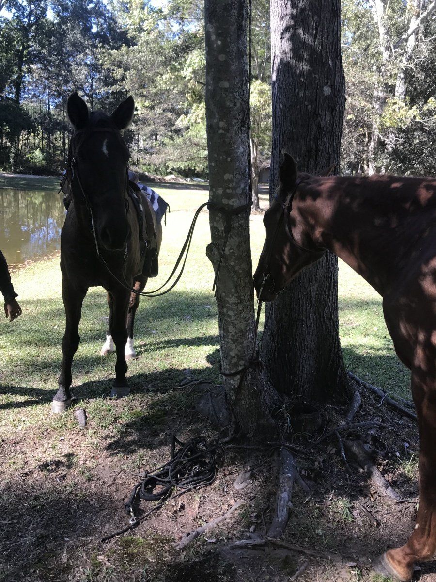 Two horses are tied to a tree in a field.
