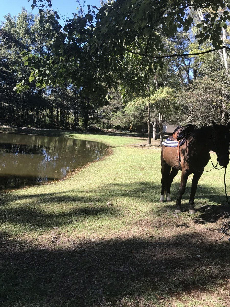 A horse is standing in the grass next to a pond.