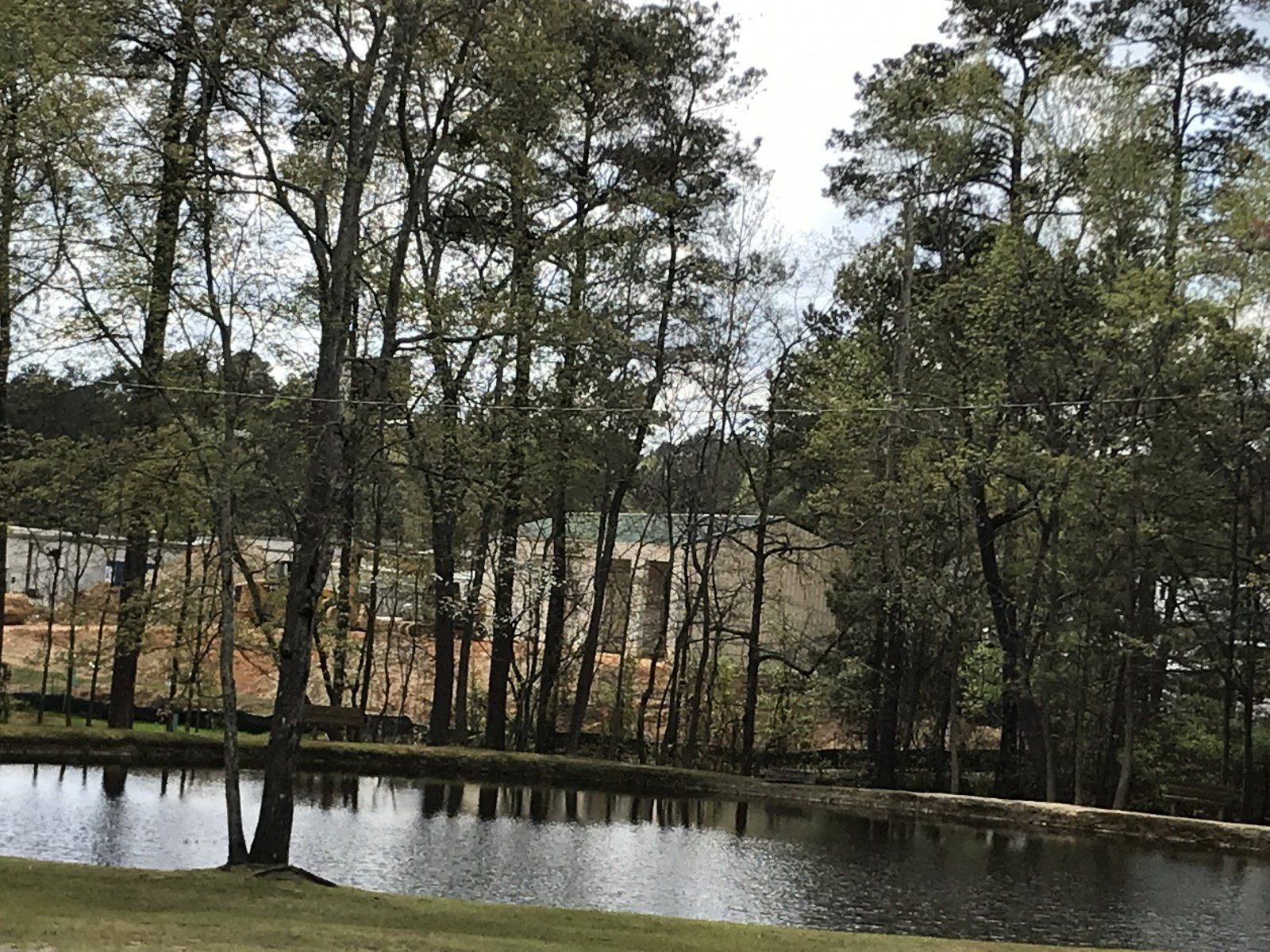A pond surrounded by trees and grass in the middle of a forest.