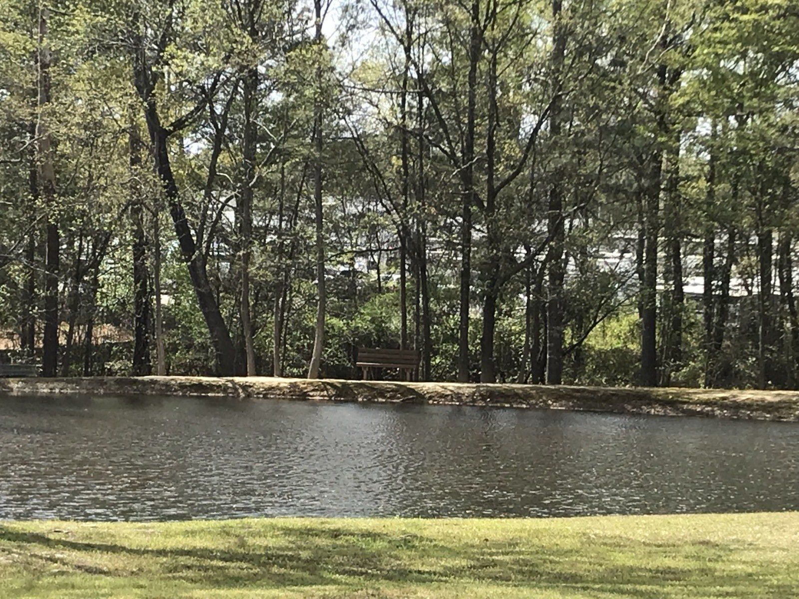 A large body of water surrounded by trees in a park.