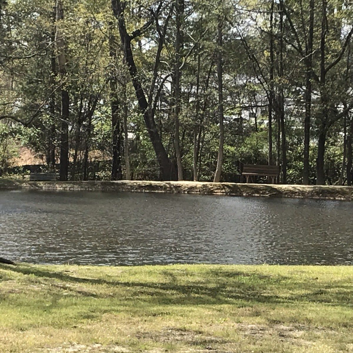 A large body of water surrounded by trees in a park.