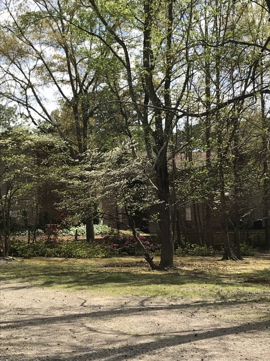 A lot of trees in a park with a dirt road in the foreground.